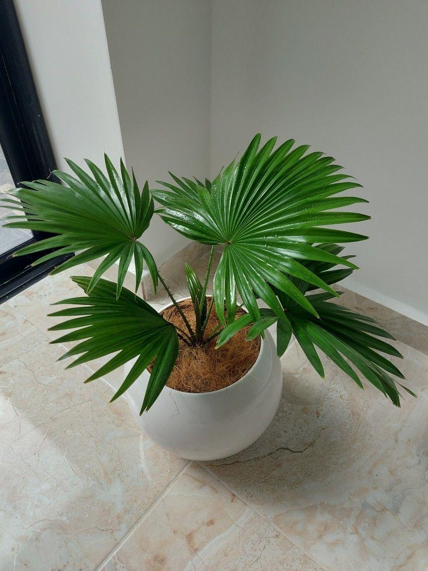 Hybrid Palm Fruit Plant (Pack Of-1 )