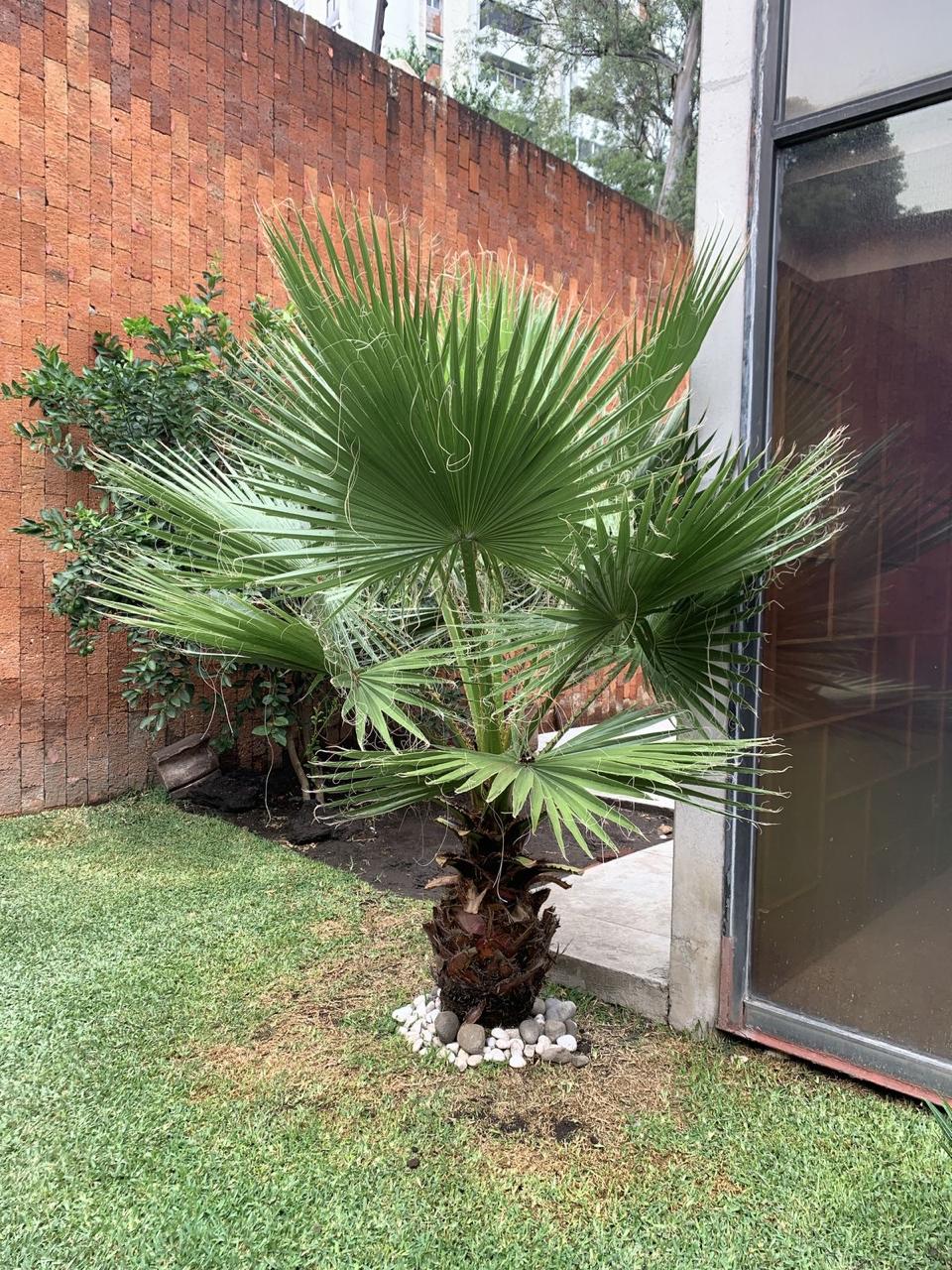 Hybrid Palm Fruit Plant (Pack Of-1 )