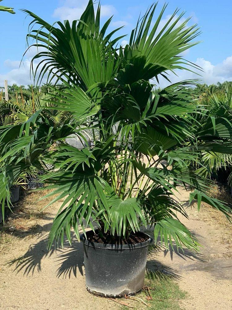 Hybrid Palm Fruit Plant (Pack Of-1 )