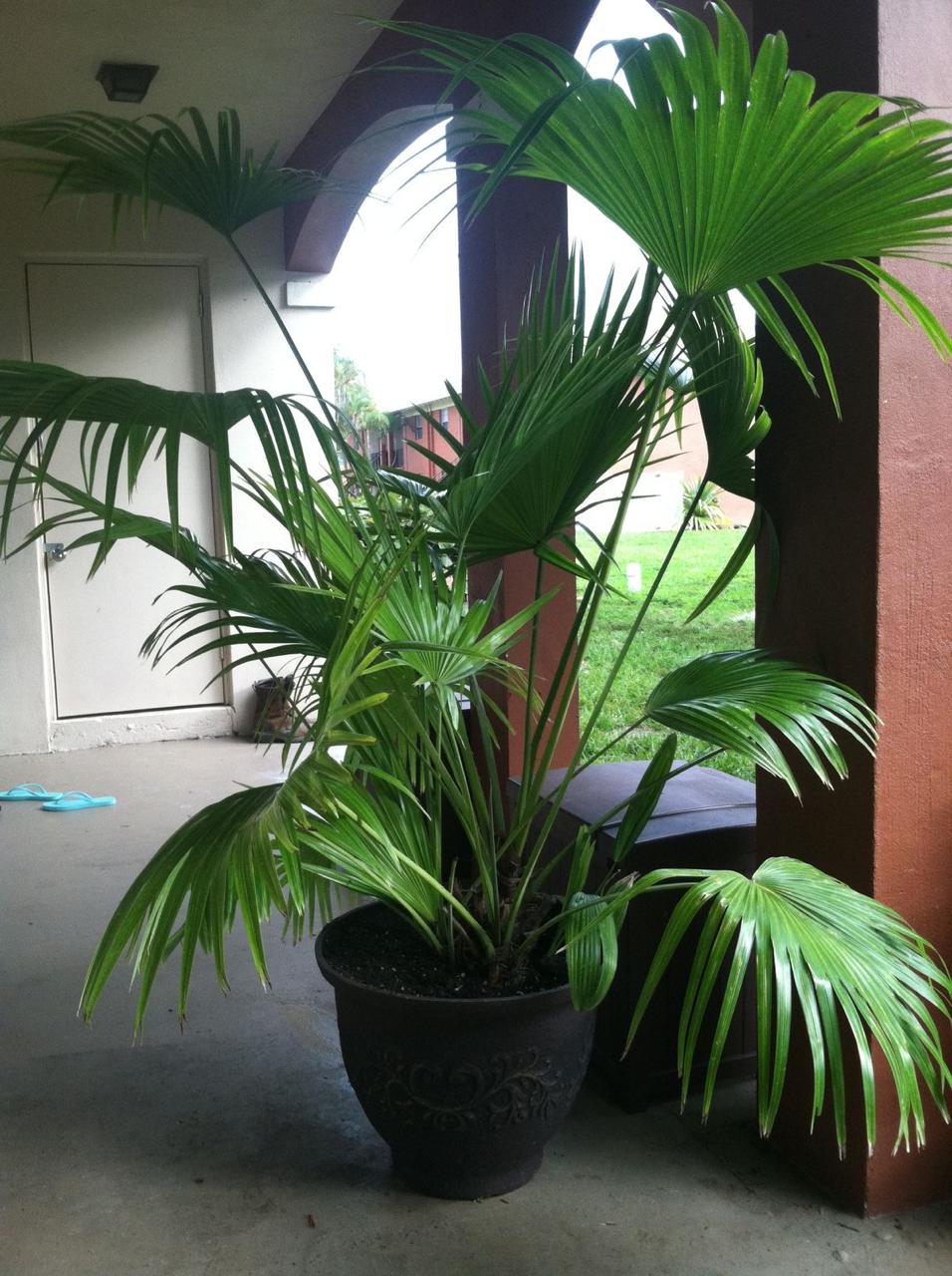 Hybrid Palm Fruit Plant (Pack Of-1 )