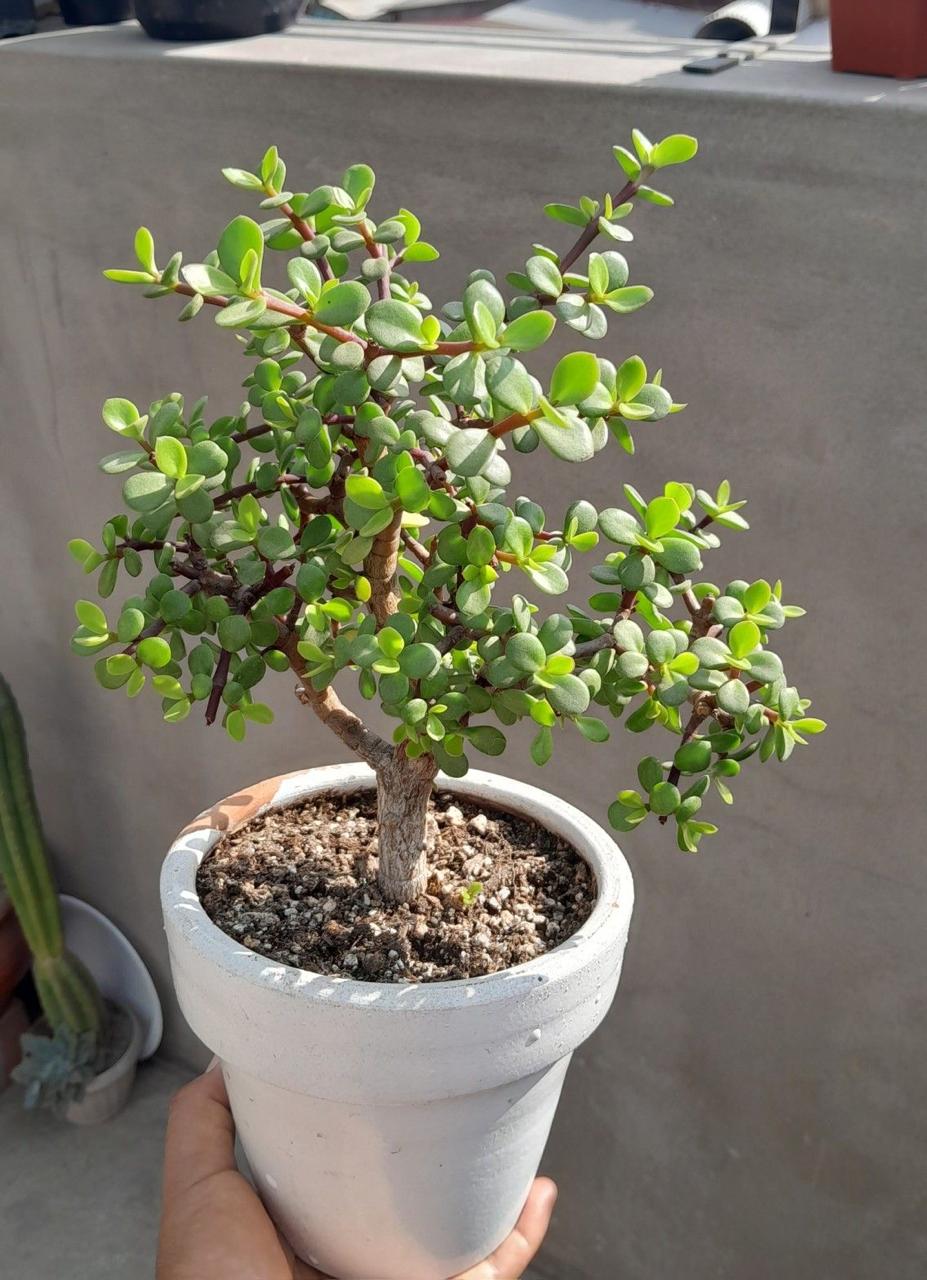 Hybrid Jade Plant Pack Of-1