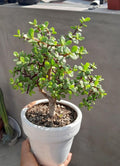 Hybrid Jade Plant Pack Of-1