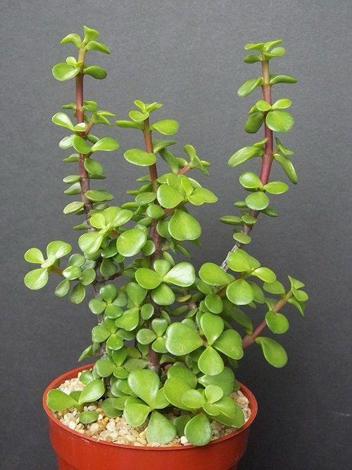 Hybrid Jade Plant Pack Of-1