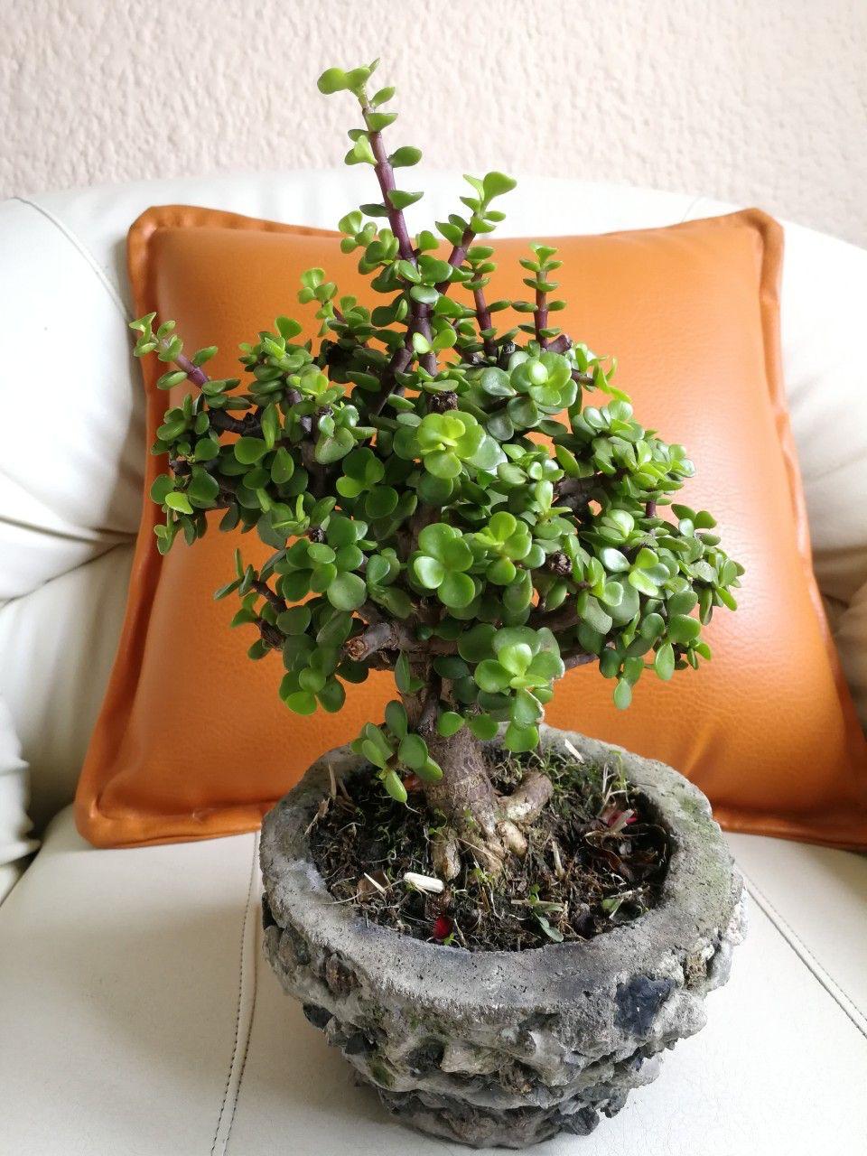 Hybrid Jade Plant Pack Of-1