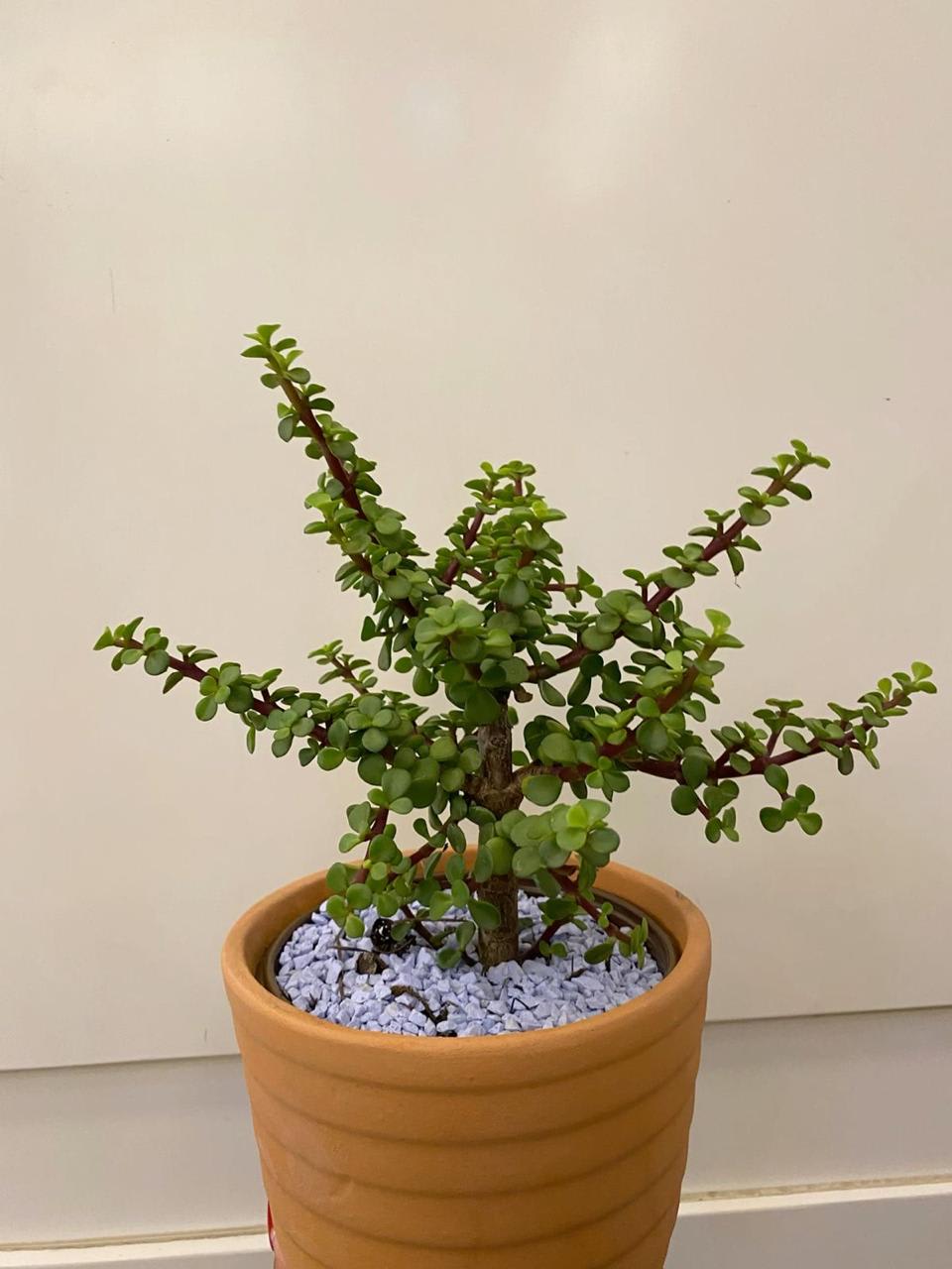 Hybrid Jade Plant Pack Of-1