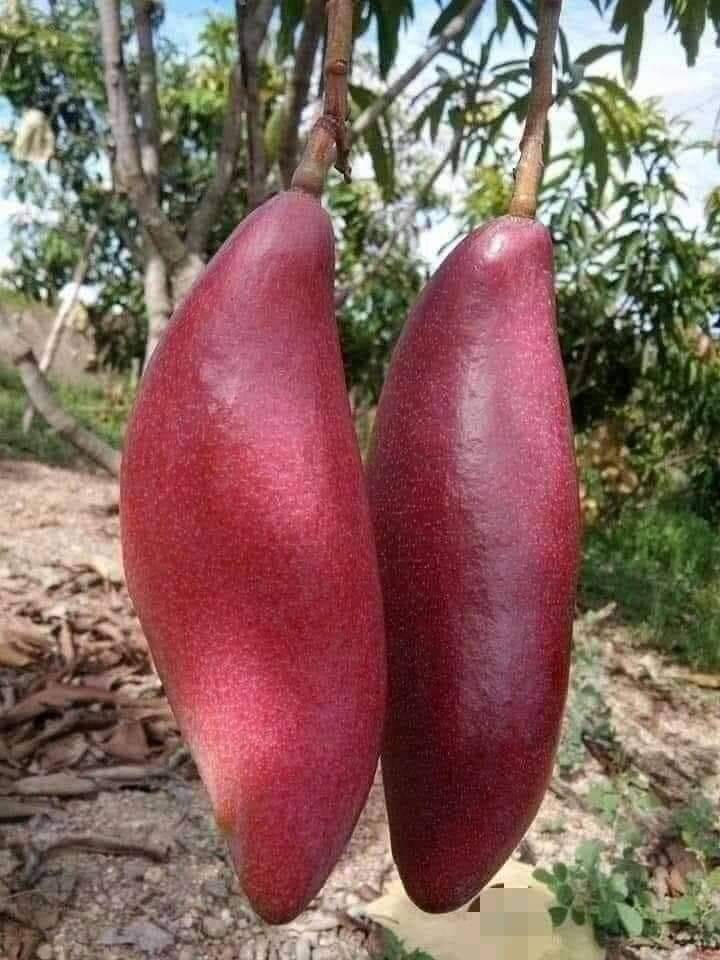 Chiangnai Mango Fruit 🥭🥭🥭 Plant (Hybrid & Grafting) Pack Of-1