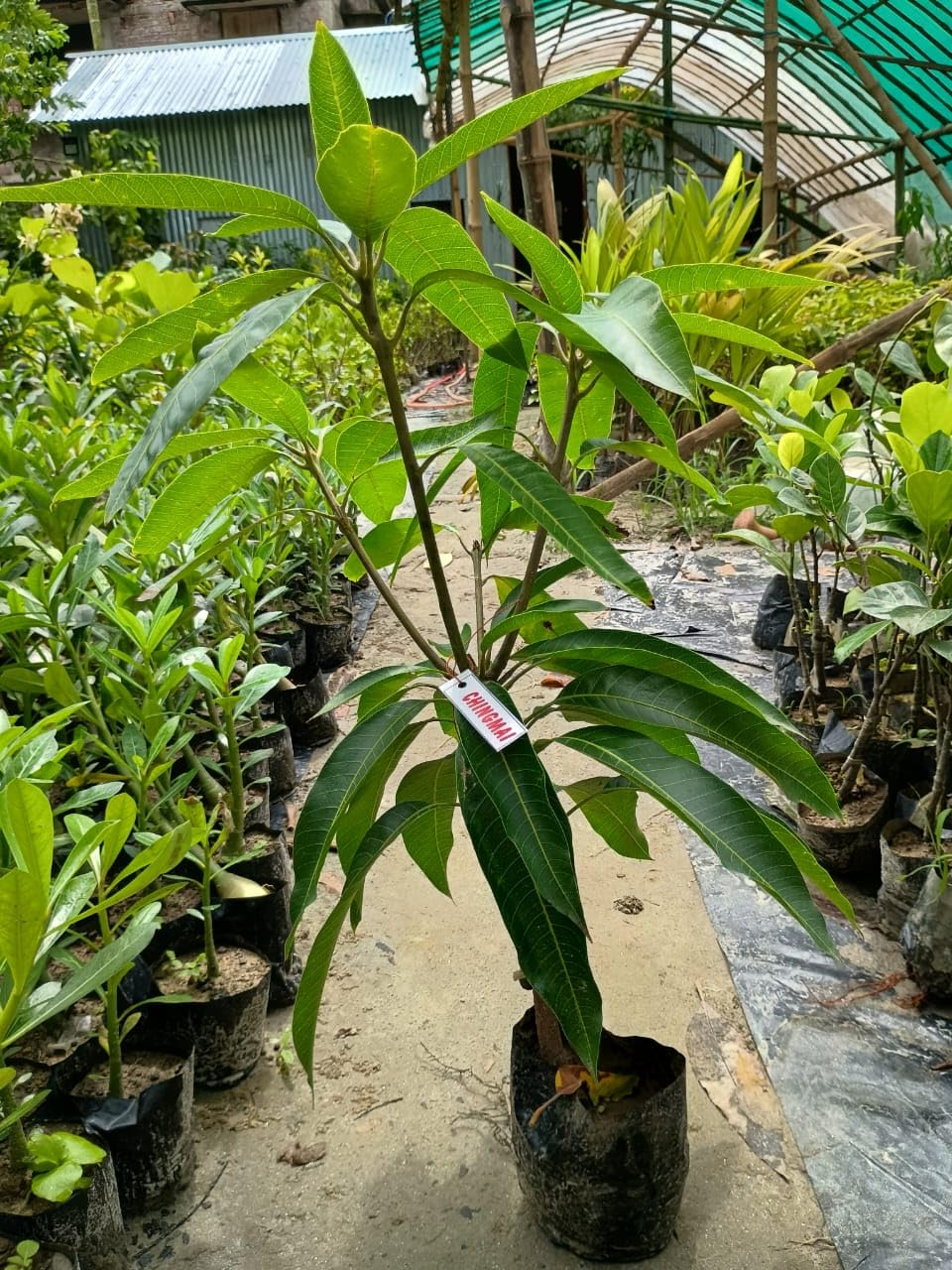 Chiangnai Mango Fruit 🥭🥭🥭 Plant (Hybrid & Grafting) Pack Of-1