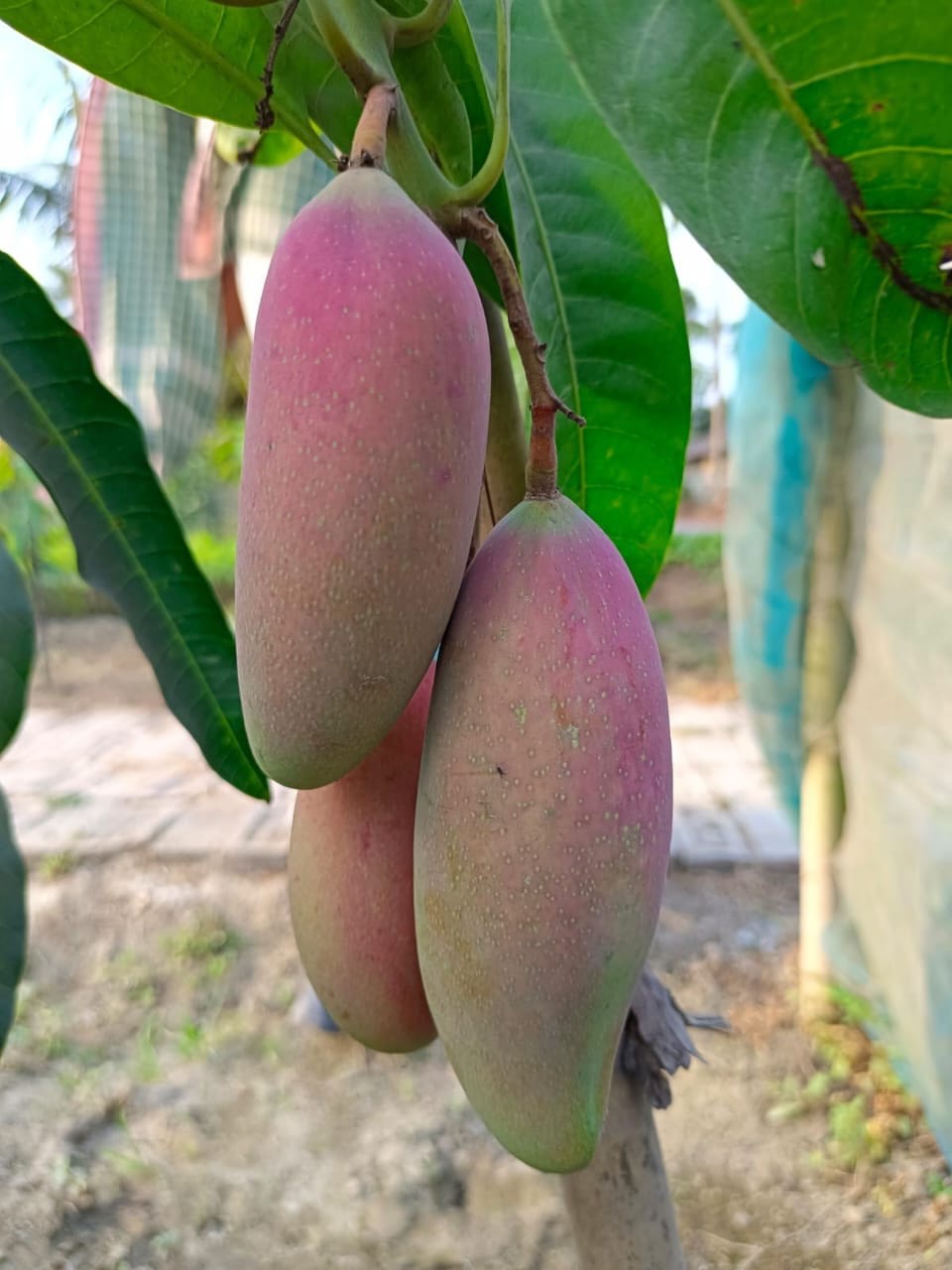 Chiangnai Mango Fruit 🥭🥭🥭 Plant (Hybrid & Grafting) Pack Of-1