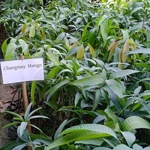 Chiangnai Mango Fruit 🥭🥭🥭 Plant (Hybrid & Grafting) Pack Of-1