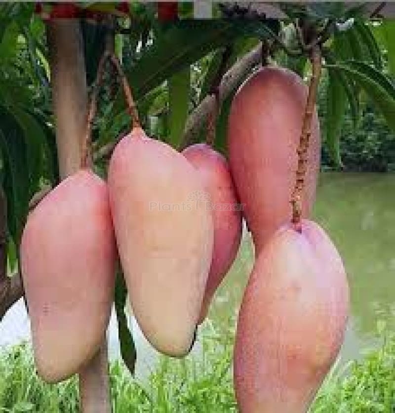 Chiangnai Mango Fruit 🥭🥭🥭 Plant (Hybrid & Grafting) Pack Of-1