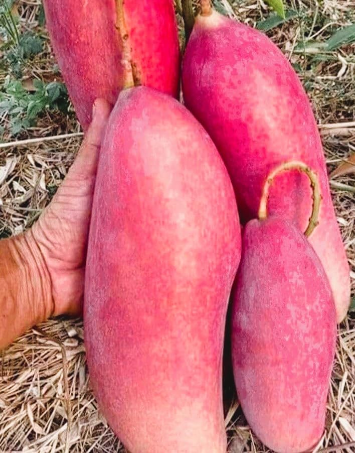Chiangnai Mango Fruit 🥭🥭🥭 Plant (Hybrid & Grafting) Pack Of-1