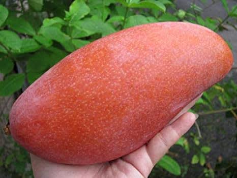 Chiangnai Mango Fruit 🥭🥭🥭 Plant (Hybrid & Grafting) Pack Of-1