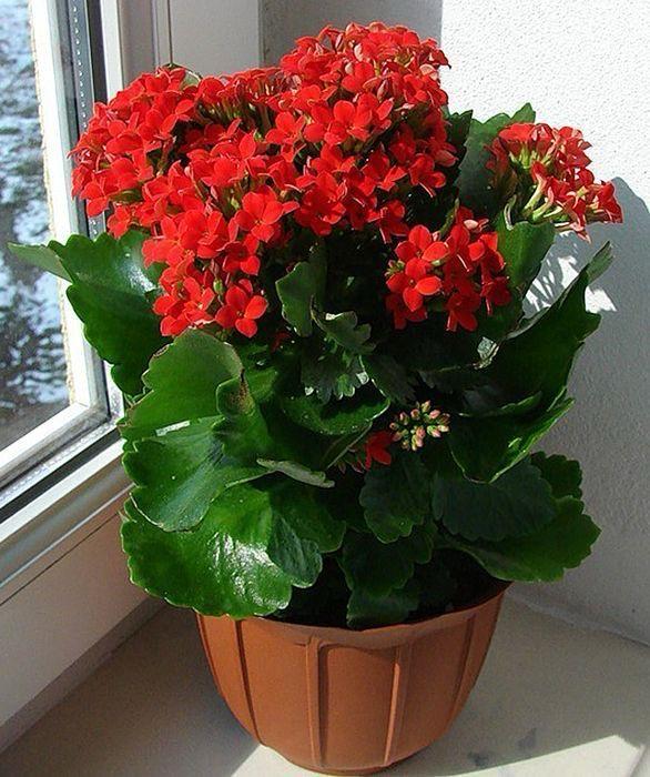 Hybrid Kalanchoe Red Flower Plant (Pack Of-1 )