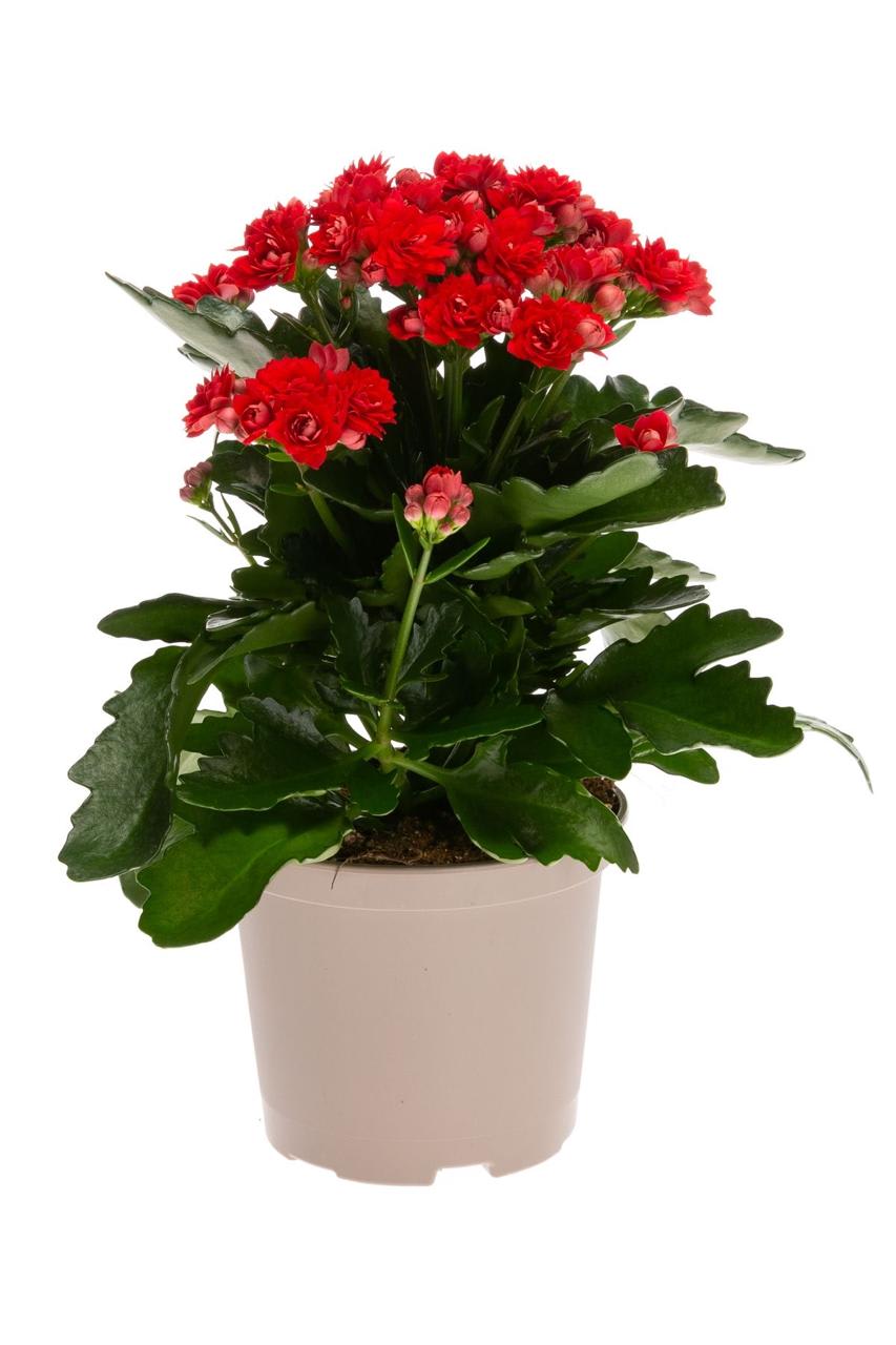 Hybrid Kalanchoe Red Flower Plant (Pack Of-1 )