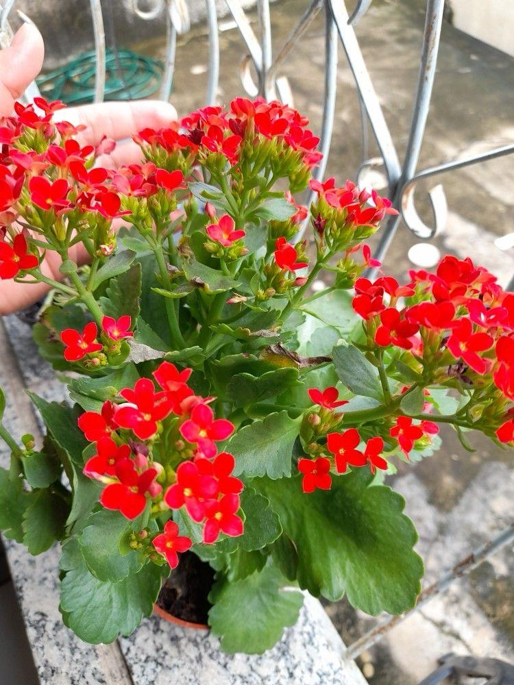 Hybrid Kalanchoe Red Flower Plant (Pack Of-1 )