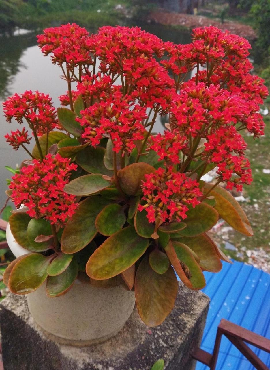 Hybrid Kalanchoe Red Flower Plant (Pack Of-1 )