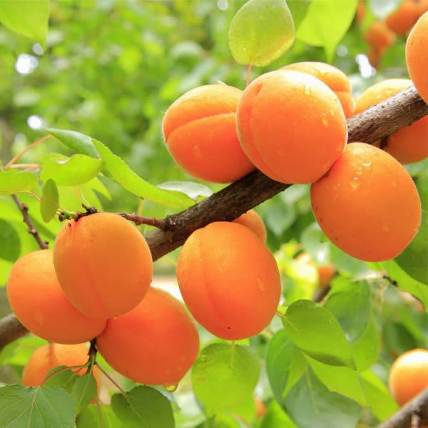 Apricot Fruit Plant (Hybrid & Grafting) Pack Of-1