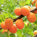 Apricot Fruit Plant (Hybrid & Grafting) Pack Of-1