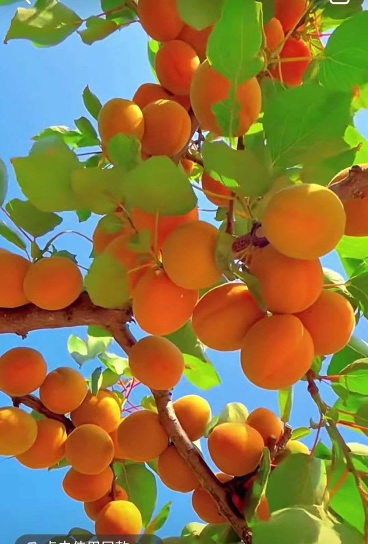 Apricot Fruit Plant (Hybrid & Grafting) Pack Of-1