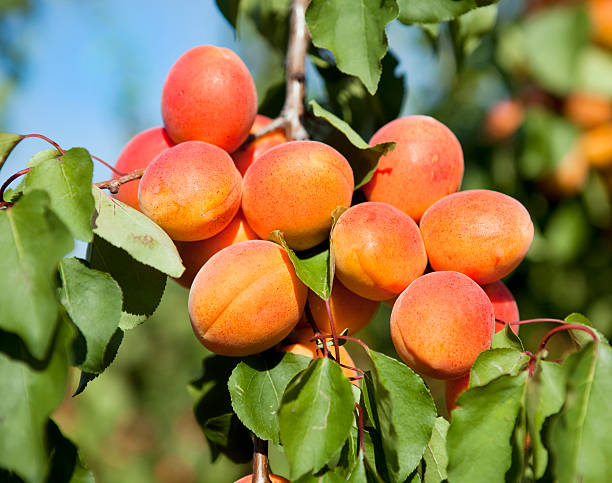 Apricot Fruit Plant (Hybrid & Grafting) Pack Of-1