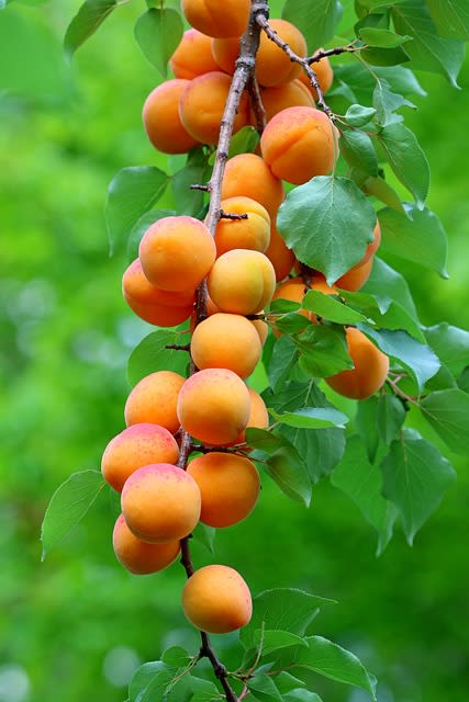 Apricot Fruit Plant (Hybrid & Grafting) Pack Of-1