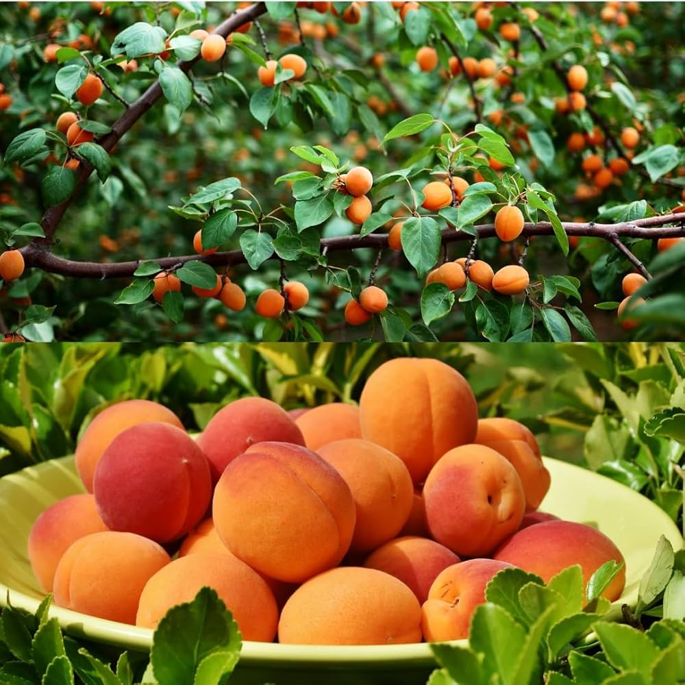 Apricot Fruit Plant (Hybrid & Grafting) Pack Of-1