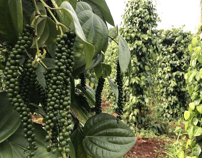 Hybrid Black Pepper Plant (Pack Of-1)