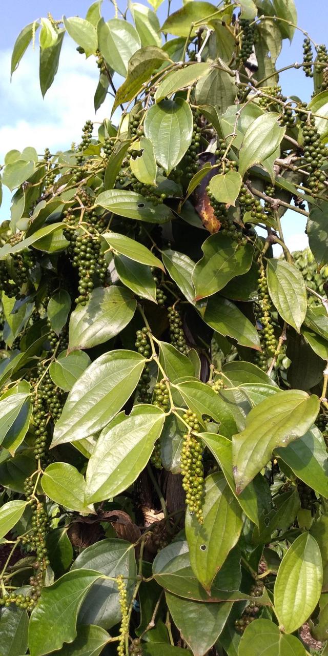 Hybrid Black Pepper Plant (Pack Of-1)