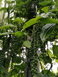 Hybrid Black Pepper Plant (Pack Of-1)
