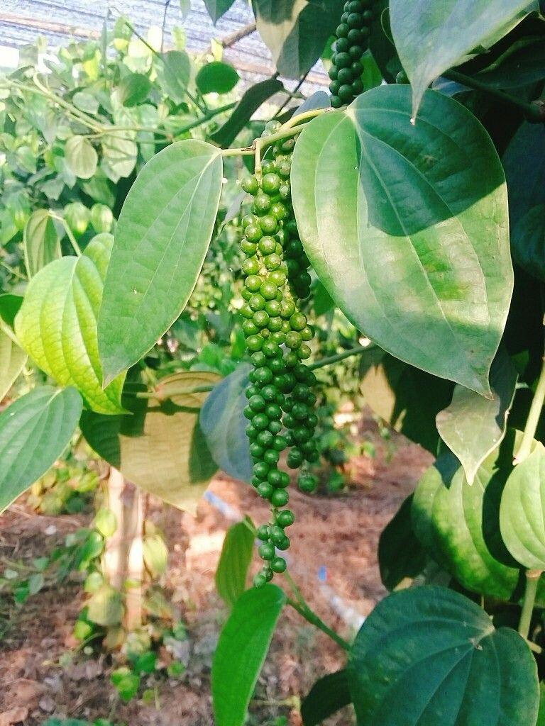 Hybrid Black Pepper Plant (Pack Of-1)