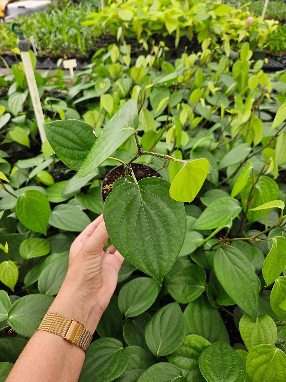 Hybrid Black Pepper Plant (Pack Of-1)