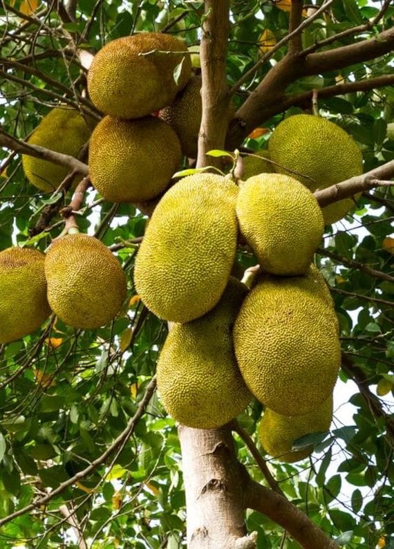 Hybrid Seeddless Jackfruit Grafting Plant (Pack Of-1 )
