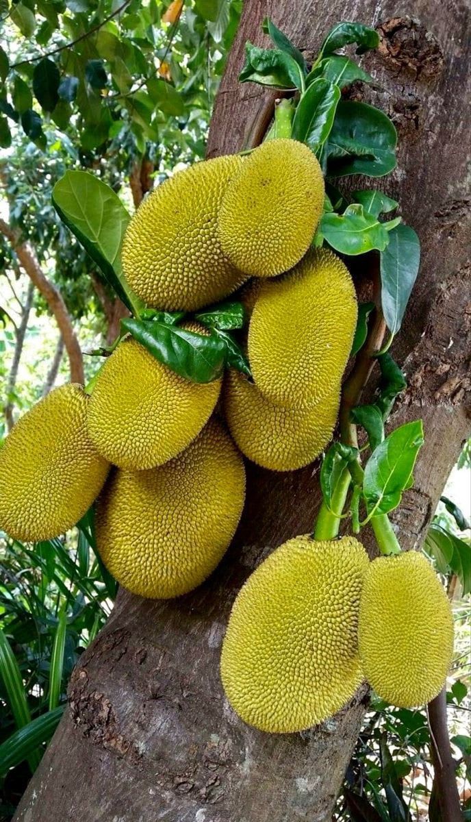 Hybrid Seeddless Jackfruit Grafting Plant (Pack Of-1 )