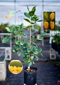 Hybrid Seeddless Jackfruit Grafting Plant (Pack Of-1 )