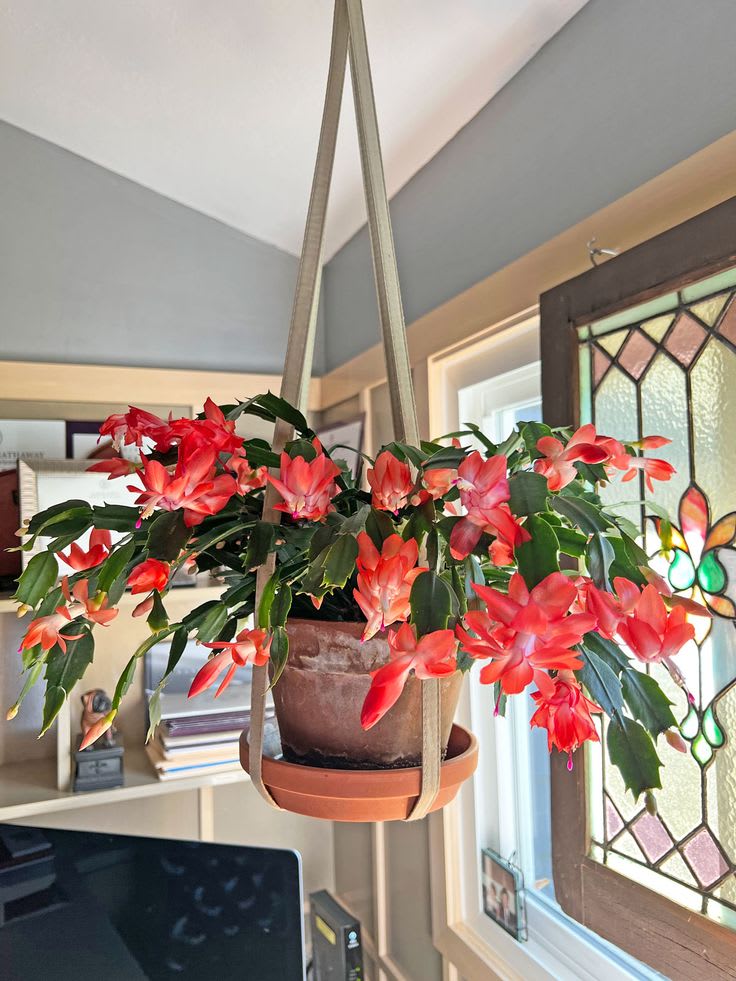 Christmas Cactus Red 🌵🌵🌵 Flower Plant (Pack Of-1)