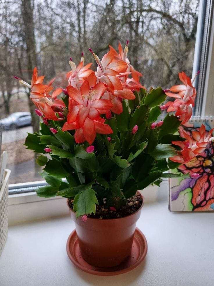Christmas Cactus Red 🌵🌵🌵 Flower Plant (Pack Of-1)