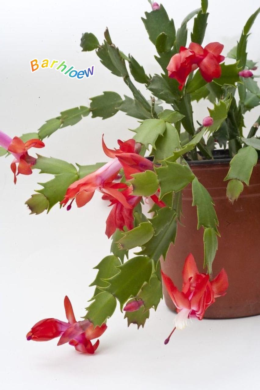 Christmas Cactus Red 🌵🌵🌵 Flower Plant (Pack Of-1)