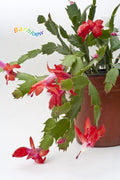 Christmas Cactus Red 🌵🌵🌵 Flower Plant (Pack Of-1)