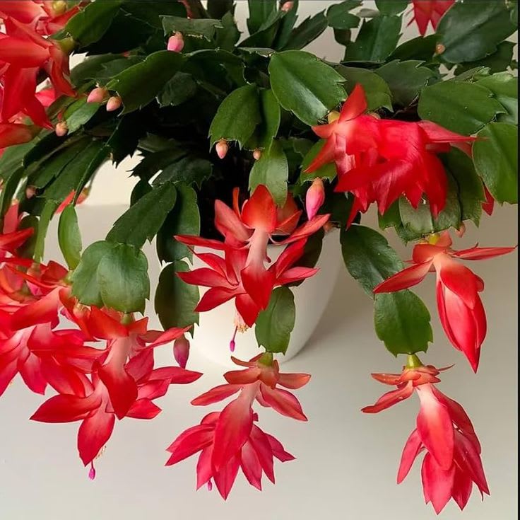 Christmas Cactus Red 🌵🌵🌵 Flower Plant (Pack Of-1)