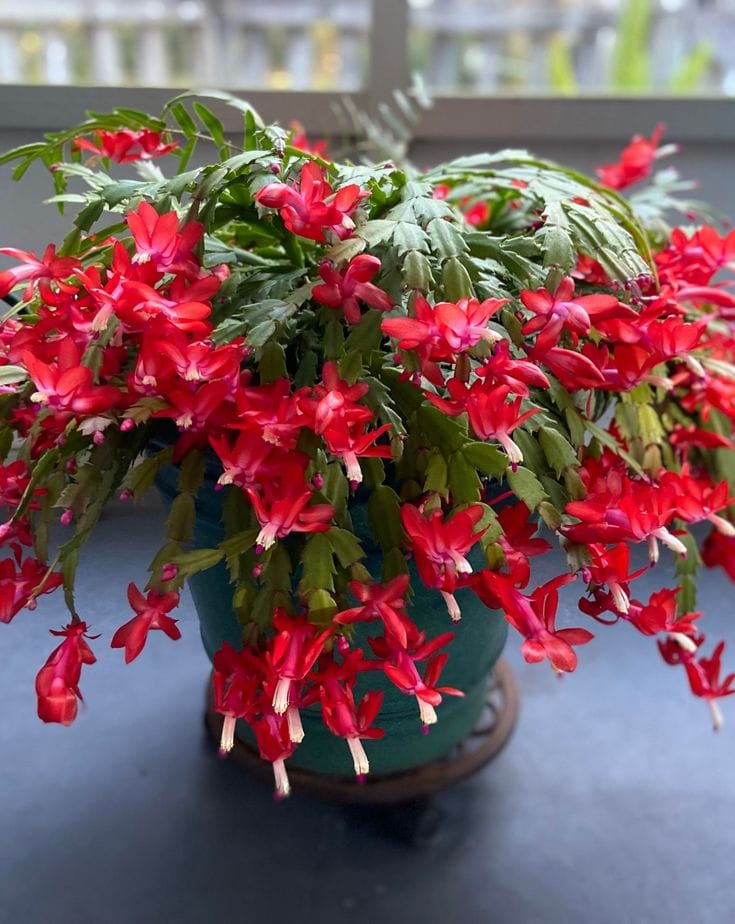 Christmas Cactus Red 🌵🌵🌵 Flower Plant (Pack Of-1)