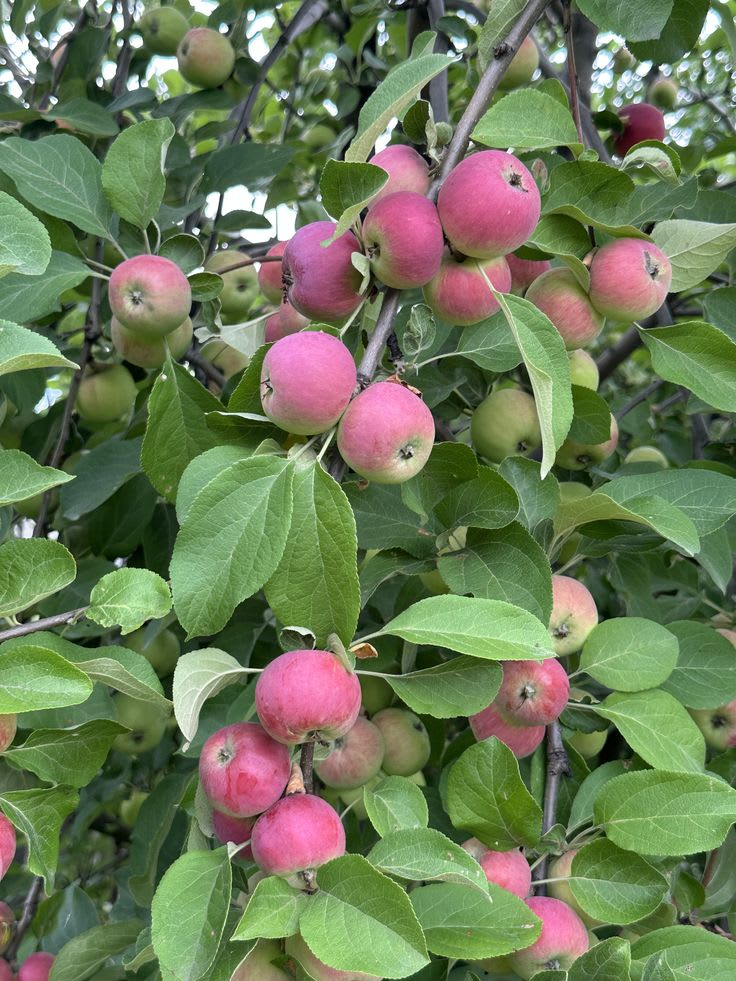 Hybrid Anna Apple 🍎🍎🍎 Grafting Plant (Pack Of 1)