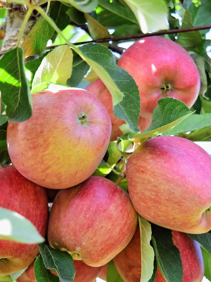 Hybrid Anna Apple 🍎🍎🍎 Grafting Plant (Pack Of 1)