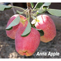 Hybrid Anna Apple 🍎🍎🍎 Grafting Plant (Pack Of 1)