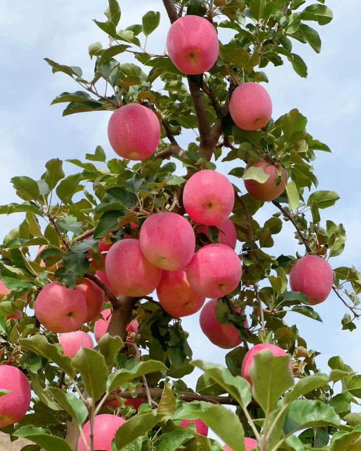 Hybrid Anna Apple 🍎🍎🍎 Grafting Plant (Pack Of 1)