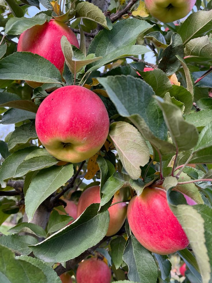 Hybrid Anna Apple 🍎🍎🍎 Grafting Plant (Pack Of 1)