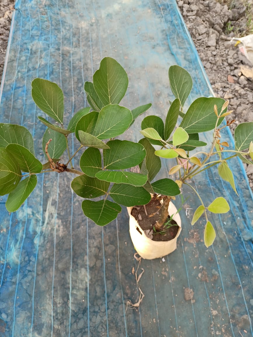 Yellow Palash Flower Plant (Hybrid & Grafting ) Pack Of-1