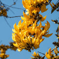 Yellow Palash Flower Plant (Hybrid & Grafting ) Pack Of-1