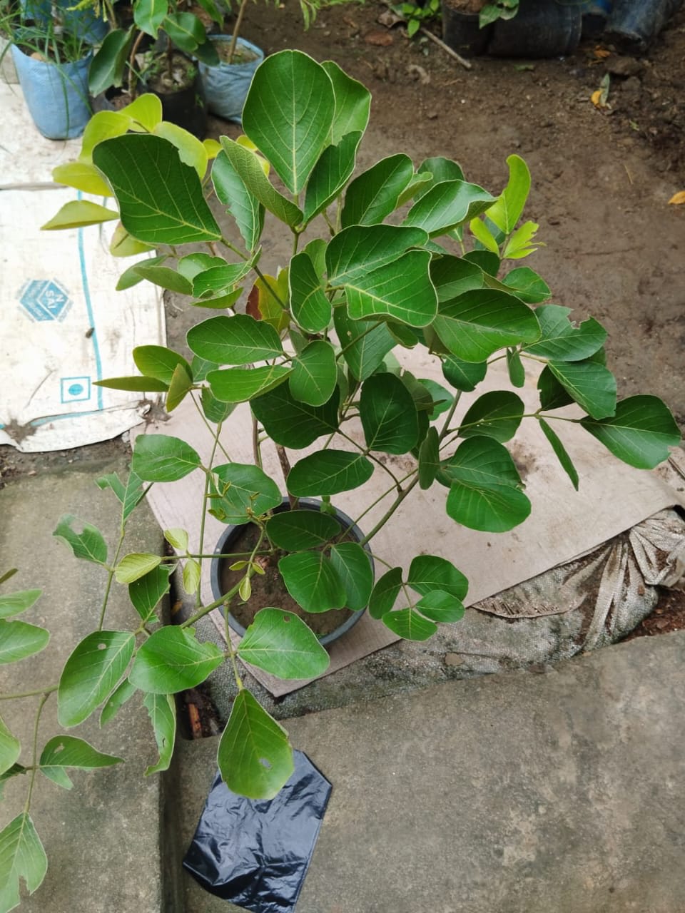 Yellow Palash Flower Plant (Hybrid & Grafting ) Pack Of-1