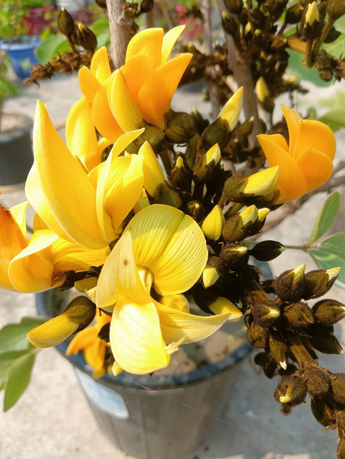 Yellow Palash Flower Plant (Hybrid & Grafting ) Pack Of-1