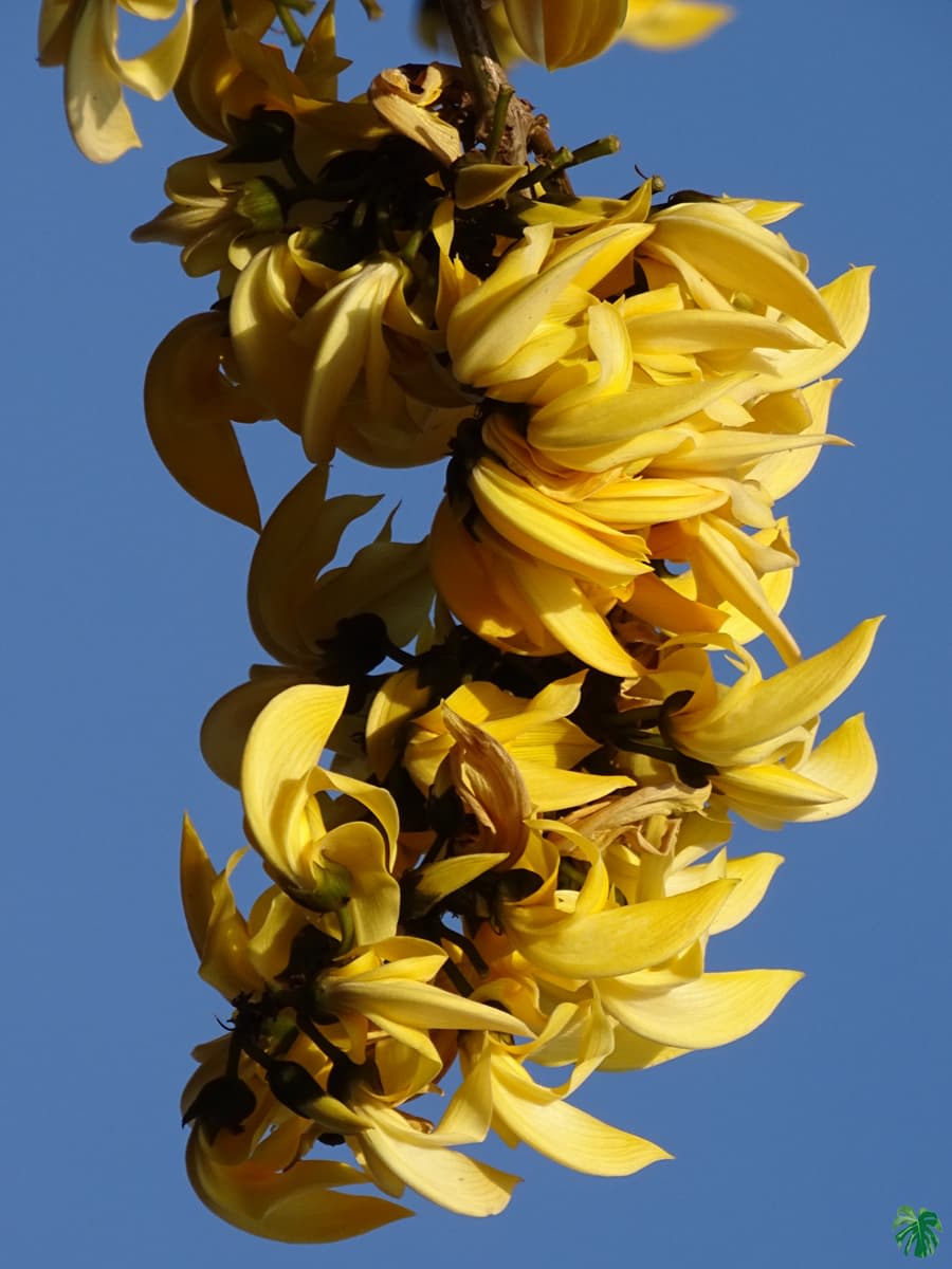 Yellow Palash Flower Plant (Hybrid & Grafting ) Pack Of-1